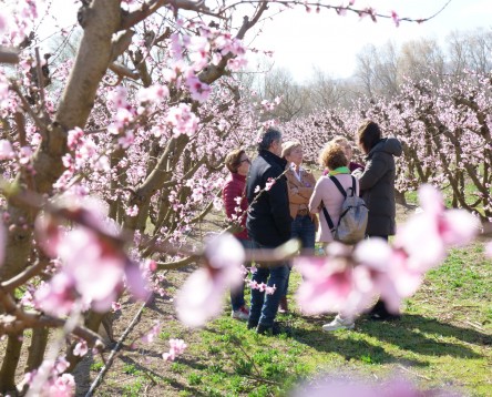Imatge de la noticia La Ribera d’Ebre programa 18 experiències turístiques per gaudir de la floració dels arbres fruiters