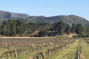 A la comarca de la Ribera d'Ebre hi ha 800 hectàrees de vinya, que produeixen fins a 5,5 milions de quilos l'any.